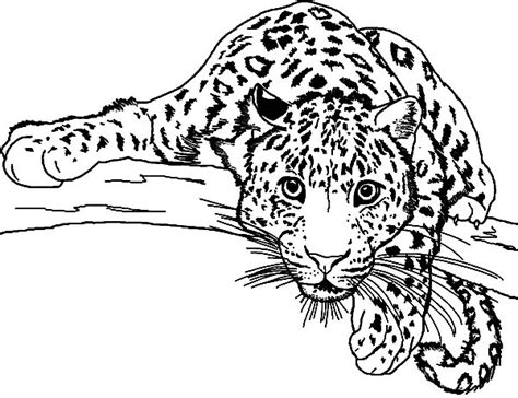 Baby Leopard Coloring Pages at GetColorings.com | Free printable