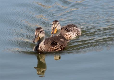 Baby Ducks Photography By Sandy Mixon Baby Ducks Prey Waterfowl