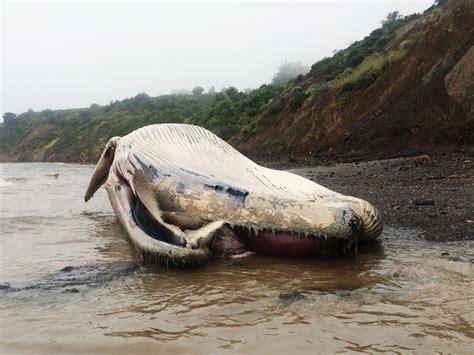 The Messy Malodorous Mystery Of Marins Dead 60 Foot Whale Wired