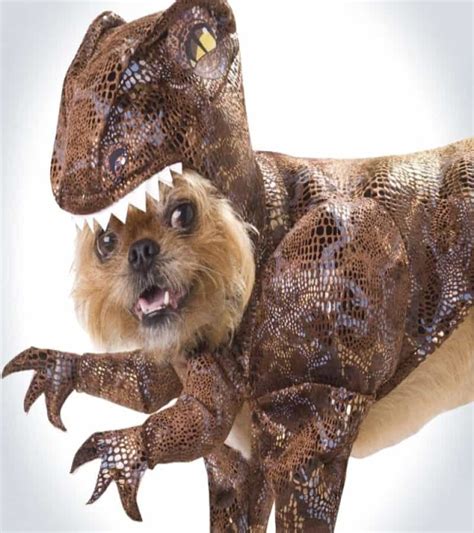 20 Of The Best Dog Costumes You Will Ever See
