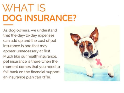 The Ultimate Guide to Dog Insurance With Top 20 Companies ...