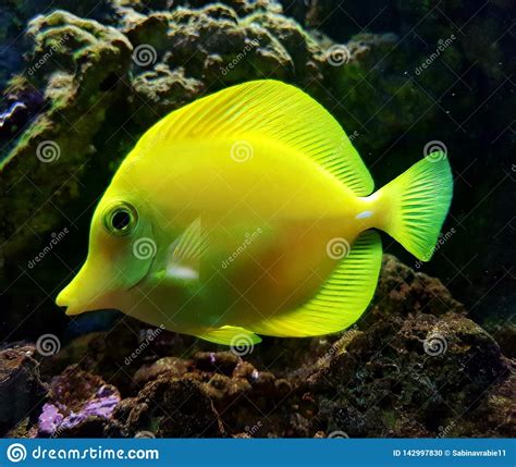 Yellow Ocean Fish Stock Photo Image Of Yellow Ocean 142997830