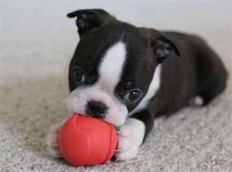 This is my 2nd litter. View Ad: Boston Terrier Puppy for Sale near Oregon, MULINO ...