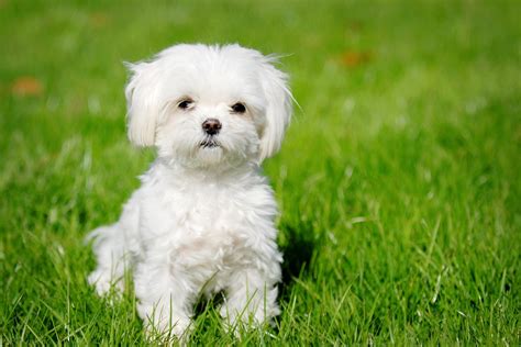 Cute Puppies And Dogs Maltese Toy Dog Breed