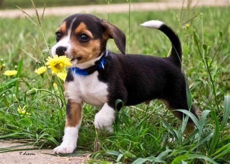 We did not find results for: Top 8 Beagle Puppies Who're Ready To Steal Your Heart!