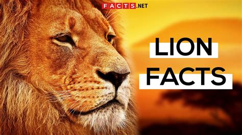 Roaring Lion Facts About The King Of The Jungle Youtube