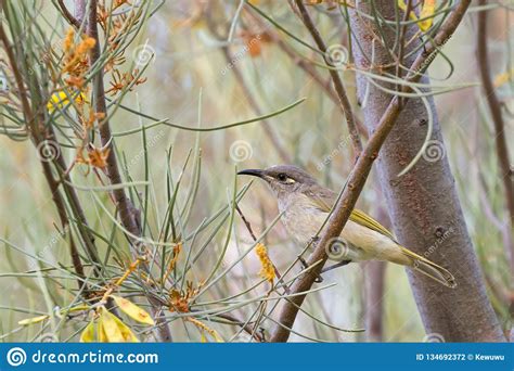 Brown Honeyeater Bird With Yellow Tuft Behind Eye Perching On Branch In