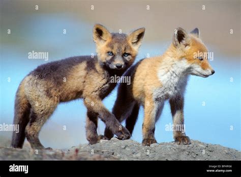 Red Fox Vulpes Vulpes Pups Red And Cross Color Variations Northern