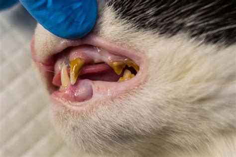 Dental Tooth Extraction Care And Recovery For Cats Cat World