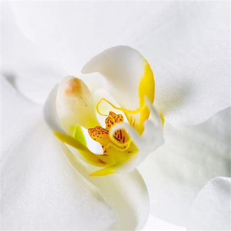walter grootscholten orchid nursery floral fundamentals