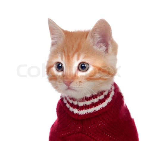 beautiful red haired kitten wearing  stock image colourbox