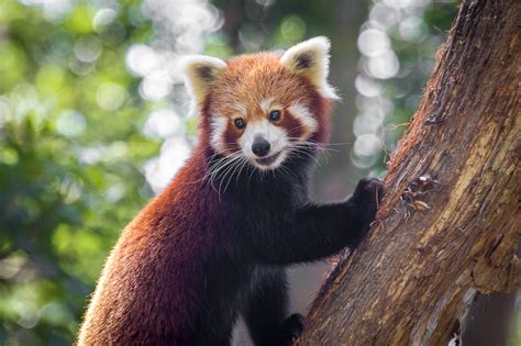 10 Facts About Red Pandas Currumbin Wildlife Sanctuary