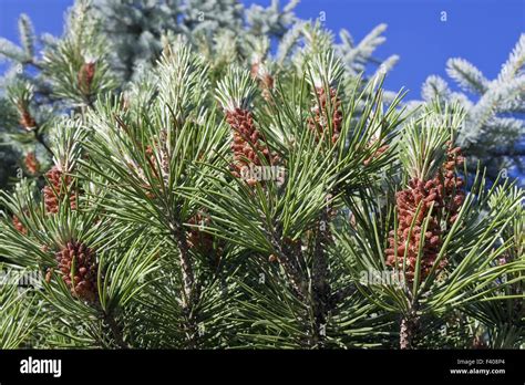 Pine Tree Flower Hi Res Stock Photography And Images Alamy