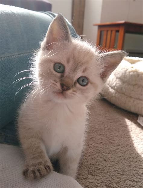 Aaaah … a siamese kitten! My foster kitten, Marshmallow, at about five weeks old ...