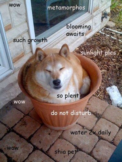 Maybe you would like to learn more about one of these? That Doge Meme needs to die... | IGN Boards