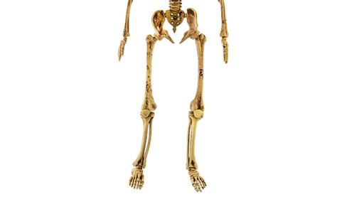 Instant anatomy is a specialised web site for you to learn all about human anatomy of the body with diagrams, podcasts and revision questions. Anatomy Back Lower Body Human Skeleton Isolated Stock Photo - Download Image Now - iStock