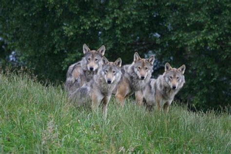 Wolves is not endorsed by or affiliated with microsoft. Scientists Examine Returning Grey Wolves to Scottish ...