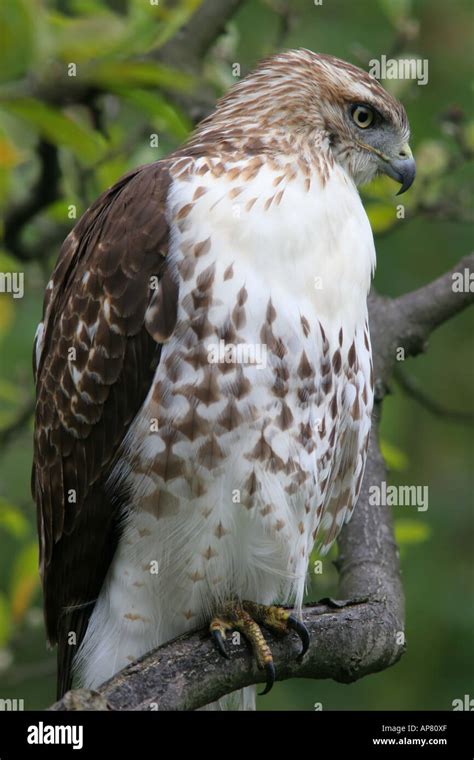 Juvenile Red Tailed Hawk Hi Res Stock Photography And Images Alamy