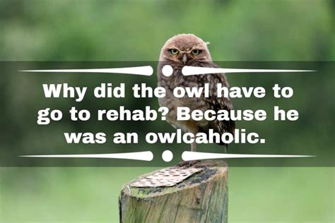 56 Funny Owl Jokes Puns And Riddles For People Of All Ages Legit Ng