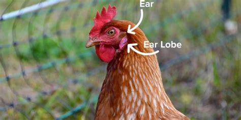 Do Chickens Have Ears Poultry Care Sunday