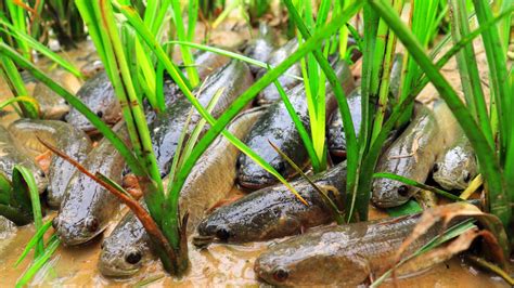 Top 20 Very Lucky Fishing Find And Catching Many Fishes In Dry Season