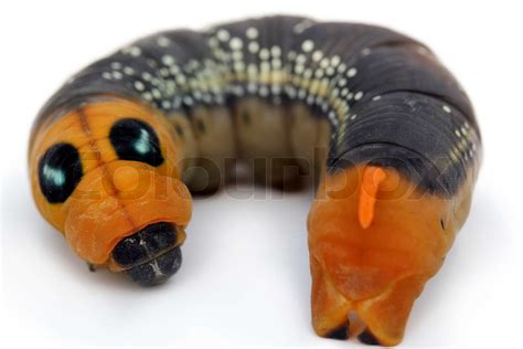 Caterpillar With Spots And Orange Face Stock Image Colourbox