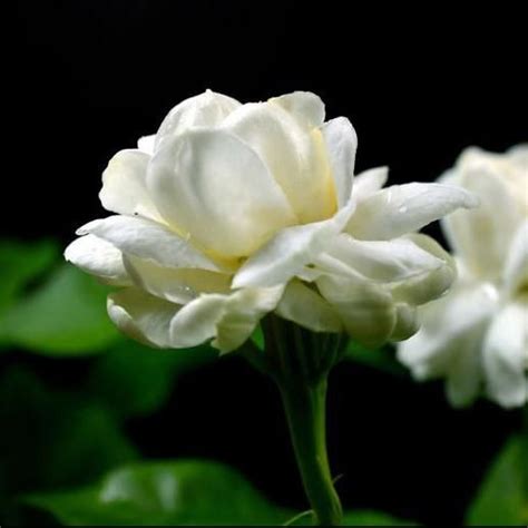 Can be grown in your garden or even indoors. Philippine Jasmine | Jasmine Sambac Plant | Fragrant ...
