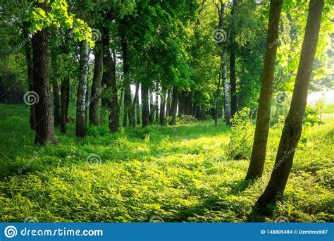 Summer Forest Sunny Green Forest Scenic Bright Forest In Sunlight