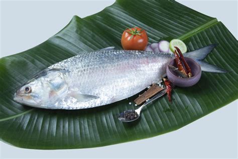 Boishakh Panta Ilish National Fish Of Bangladesh Hilsafish Ilisha