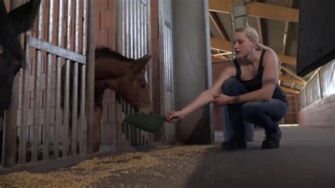 Wohlfühloase für Ihr Pferd Stall Meyer zu Hartum YouTube