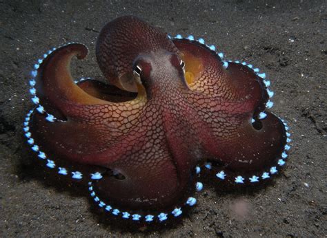 Animals Sea Octopus Wallpapers Hd Desktop And Mobile