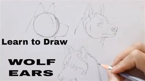 How To Draw Wolf Ears Step By Step Youtube