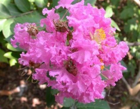 Dwarf Crepe Myrtle Pink Lagerstroemia Indica