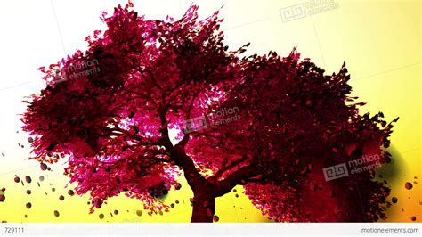 Cherry Blossoms Tree V1 06 Falling Petals Stock Animation