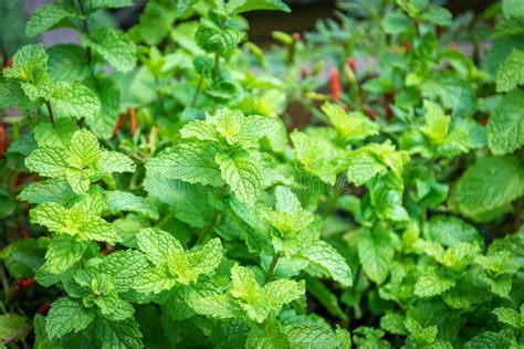 Peppermint In The Garden Stock Image Image Of Medicine 113721579