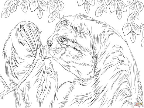 Download and print these sloth coloring pages for free. Three Toed Sloth Eating Leaves coloring page | Free Printable Coloring Pages