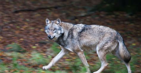 The wolf is legendary for a reason, and unsplash photographers have managed to capture the power and majesty of this creature in it's natural habitat. Der Wolf kommt - Nachrichten aus Bremen, Niedersachsen und ...