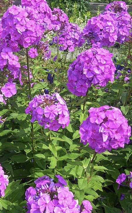 Trees are a special passion that i hope will prove infectious. Phlox Plants Easy To Find One Suitable For Your Garden