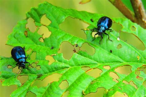 Common Garden Pests And How To Treat Them Loveproperty
