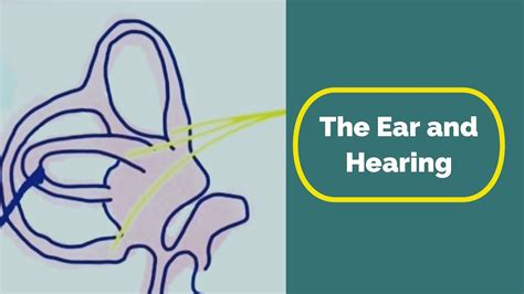 The Ear And Hearing Youtube