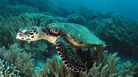 10 Breathtaking Facts About Sea Turtles Passport Ocean