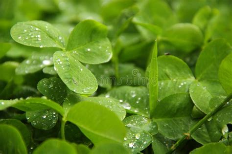 Green Clover Leaves In Drops Of Water After Rain Calm Green Background Stock Image Image Of