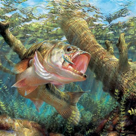 Wallpaper 1600x1600 Px Artwork Bass Fish Fishes Fishing Lake