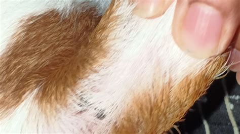 Blood Blisters On Dog Plants Pets And Vets In Thailand Thai Visa Forum