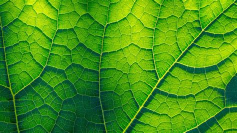 A Novel Artificial Leaf Captures 100 Times More Carbon Than Others