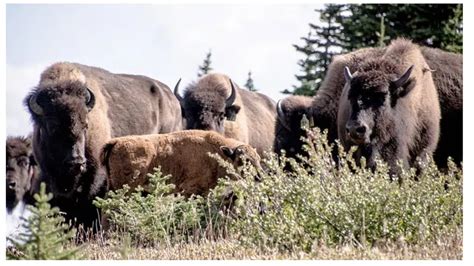 Banff Bison Relocated To Rocky Mountain House After Wandering Out Of