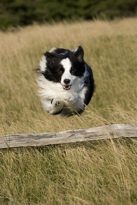 Chaz The Border Collie By Steve Collins I Love Dogs Cute Dogs Border