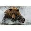 Grizzly Bear Wallpapers Images Photos Pictures Backgrounds