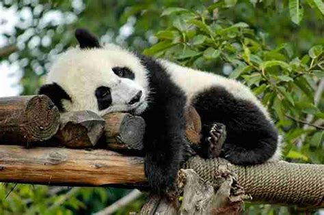 What Do Giant Pandas Need To Survive Explained