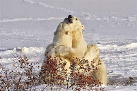 Hermoso Captan A Osos Polares Hermanos Dándose Un Tierno Abrazo Sobre